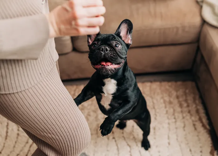 Adorable black French bulldog standing up and leaning on its mom hoping for a treat