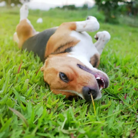 A playful Beagle dog rolling on his back on the grass outside