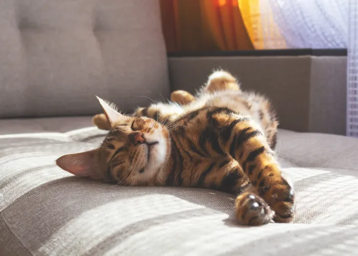 Adorable Bengal kitten stretching and snoozing on the couch in the sun